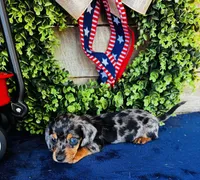 Rooster (Longhair), a male Miniature Dachshund for sale in Ardmore, OK – 5 of 9