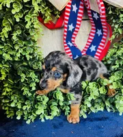 Rooster (Longhair), a male Miniature Dachshund for sale in Ardmore, OK – 7 of 9