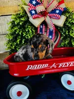 Rooster (Longhair), a male Miniature Dachshund for sale in Ardmore, OK – 3 of 9
