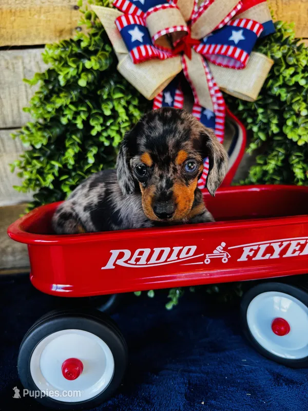 Rooster (Longhair) – Miniature Dachshund puppy for sale in Ardmore, OK