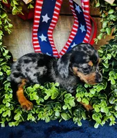 Rooster (Longhair), a male Miniature Dachshund for sale in Ardmore, OK – 9 of 9