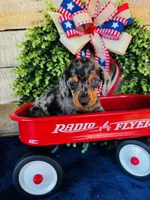 Rooster (Longhair), a male Miniature Dachshund for sale in Ardmore, OK – 6 of 9