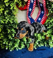 Rooster (Longhair), a male Miniature Dachshund for sale in Ardmore, OK – 4 of 9
