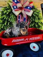 Rooster (Longhair), a male Miniature Dachshund for sale in Ardmore, OK – 2 of 9