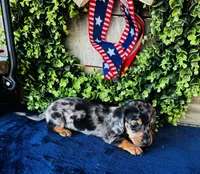Rooster (Longhair), a male Miniature Dachshund for sale in Ardmore, OK – 8 of 9