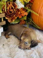Ellie (Longhair), a female Miniature Dachshund for sale in Ardmore, OK – 4 of 10