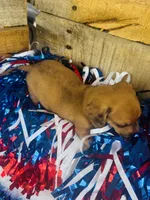 Jack Daniels , a male Miniature Dachshund for sale in Ardmore, OK – 8 of 8