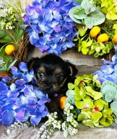 Froggy, a male Yorkshire Terrier for sale in Ardmore, OK – 6 of 10