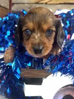 Dixie (Longhair) , a female Miniature Dachshund for sale in Ardmore, OK – 3 of 10