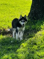 Ravia, a female Siberian Husky for sale in Ardmore, OK – 9 of 10