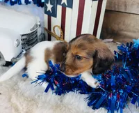 Bourbon (Longhair) , a male Miniature Dachshund for sale in Ardmore, OK – 7 of 10