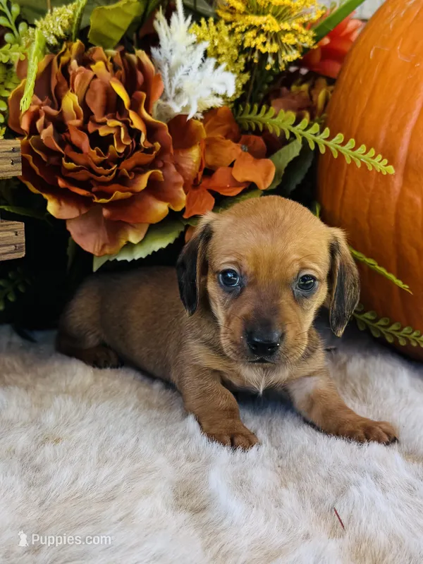 Tucker – Miniature Dachshund puppy for sale in Ardmore, OK