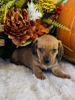 Tucker, a male Miniature Dachshund for sale in Ardmore, OK – 1 of 10