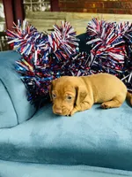 Maxx, a male Miniature Dachshund for sale in Ardmore, OK – 9 of 10