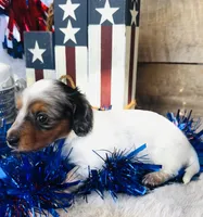 Johnnie Walker (Longhair), a male Miniature Dachshund for sale in Ardmore, OK – 2 of 10