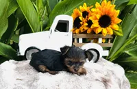 Madeleine , a female Yorkshire Terrier for sale in Ardmore, OK – 4 of 10