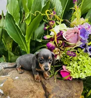 Jackie, a female Miniature Dachshund for sale in Ardmore, OK – 2 of 10