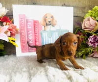 Marilyn Monroe, a female Miniature Dachshund for sale in Ardmore, OK – 8 of 8