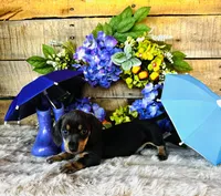 Ninja , a female Miniature Dachshund for sale in Ardmore, OK – 7 of 10