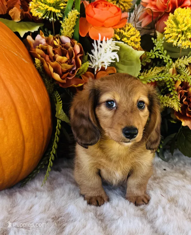 Boston (Longhair) – Miniature Dachshund puppy for sale in Ardmore, OK