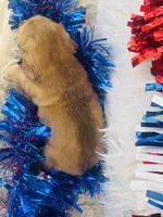 Whiskey (Longhair), a male Miniature Dachshund for sale in Ardmore, OK – 8 of 10