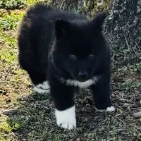 Willow, a female Siberian Husky for sale in Ardmore, OK – Photo 2 of 10