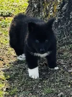 Willow, a female Siberian Husky for sale in Ardmore, OK – Photo 2 of 10