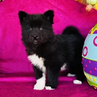 Willow, a female Siberian Husky for sale in Ardmore, OK – Photo 8 of 10