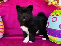 Willow, a female Siberian Husky for sale in Ardmore, OK – Photo 8 of 10