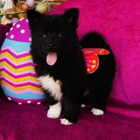 Willow, a female Siberian Husky for sale in Ardmore, OK – Photo 1 of 10