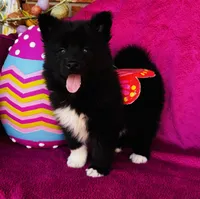 Willow, a female Siberian Husky for sale in Ardmore, OK – Photo 1 of 10