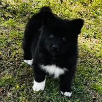 Willow, a female Siberian Husky for sale in Ardmore, OK – Photo 6 of 10