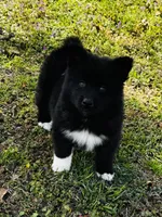 Willow, a female Siberian Husky for sale in Ardmore, OK – Photo 6 of 10