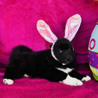 Willow, a female Siberian Husky for sale in Ardmore, OK – Photo 10 of 10