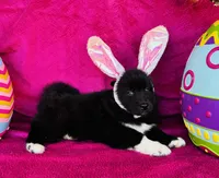 Willow, a female Siberian Husky for sale in Ardmore, OK – Photo 10 of 10