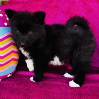 Willow, a female Siberian Husky for sale in Ardmore, OK – Photo 9 of 10