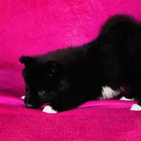 Willow, a female Siberian Husky for sale in Ardmore, OK – Photo 5 of 10