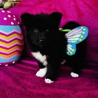 Willow, a female Siberian Husky for sale in Ardmore, OK – Photo 7 of 10