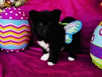 Willow, a female Siberian Husky for sale in Ardmore, OK – Photo 7 of 10