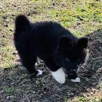 Willow, a female Siberian Husky for sale in Ardmore, OK – Photo 3 of 10