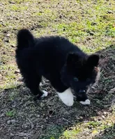 Willow, a female Siberian Husky for sale in Ardmore, OK – Photo 3 of 10