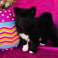 Willow, a female Siberian Husky for sale in Ardmore, OK – Photo 4 of 10