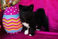 Willow, a female Siberian Husky for sale in Ardmore, OK – Photo 4 of 10