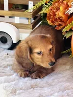 Boston (Longhair), a male Miniature Dachshund for sale in Ardmore, OK – 6 of 10