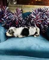 Nova , a male Miniature Dachshund for sale in Ardmore, OK – 6 of 10