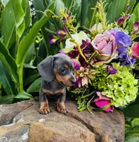 Jackie, a female Miniature Dachshund for sale in Ardmore, OK – 10 of 10