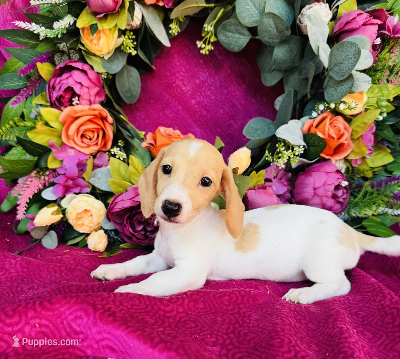Jameson – Miniature Dachshund puppy for sale in Ardmore, OK