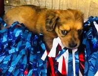 Whiskey (Longhair), a male Miniature Dachshund for sale in Ardmore, OK – 4 of 10