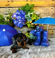 Rooster, a male Miniature Dachshund for sale in Ardmore, OK – 8 of 10