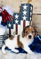 Jim Beam (Longhair), a male Miniature Dachshund for sale in Ardmore, OK – 5 of 10
